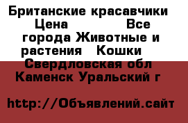 Британские красавчики › Цена ­ 35 000 - Все города Животные и растения » Кошки   . Свердловская обл.,Каменск-Уральский г.